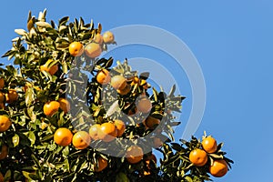 Ripe satsumas on tree against blue sky