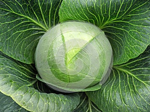 Ripe sauerkraut cabbage