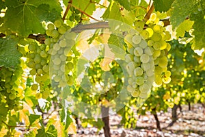 Ripe Sauvignon Blanc grapes hanging on vine in vineyard at harvest time