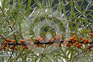 Ripe sea-buckthorn berries hang tightly bunched on a branch