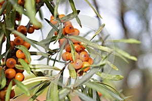 Ripe sea buckthorn fruit on the branches of a sea buckthorn tree