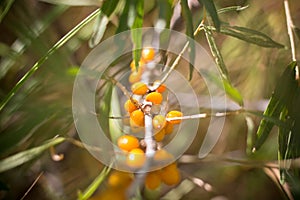 Ripe sea buckthorn fruits on a branch