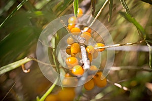 Ripe sea buckthorn fruits on a branch