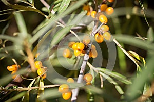 Ripe sea buckthorn fruits on a branch