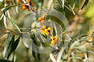 Ripe sea buckthorn fruits on a branch