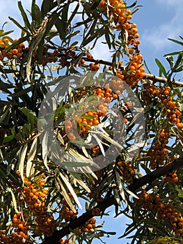 Ripe sea buckthorn on a tree. Blue sky on the background