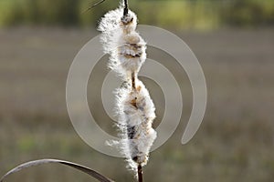 Ripe Seedhead of Typha Latifolia, Common Cattail photo