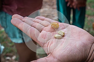 Ripe seeds of coffee beans are seen in hands of a person holding them on display. Geisha or Caturra coffe seeds on display, outer