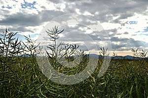 Ripe seeds of rape. Field of green ripeness oilseed on a cloudy blue sky in summer time (Brassica napus)