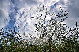 Ripe seeds of rape. Field of green ripeness oilseed isolated on a cloudy blue sky in summer time (Brassica napus)