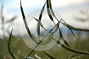 Ripe seeds of rape. Field of green ripeness oilseed isolated on a cloudy blue sky in summer time (Brassica napus)