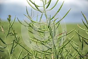 Ripe seeds of rape. Field of green ripeness oilseed isolated on a cloudy blue sky in summer time (Brassica napus)