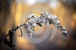 The ripe seeds of Solidago altissima in bright golden sunset light blurred forest background