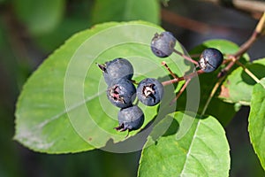 Ripe serviceberry on a bush macro, selective focus photo