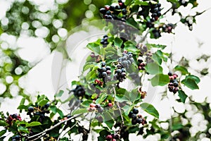 Ripe Shadberries Amelanchier berries in the garden