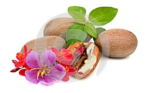 Ripe shelled pecan nuts.