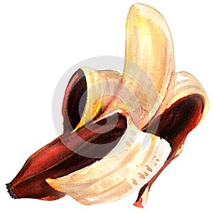 Ripe single fruit, half peeled red open banana isolated, watercolor illustration on white