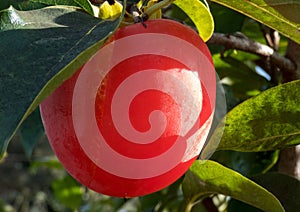 Ripe Single Persimmon Fruit On The Tree In Leaves