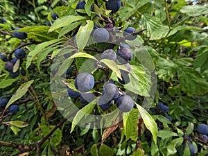 Ripe Sloe Berries In A Hedgerow