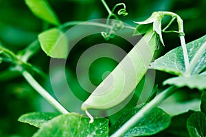 Ripe snap pea plant photo