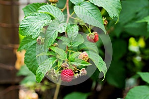 Ripe and soon ripe raspberries on a branch of a raspberry