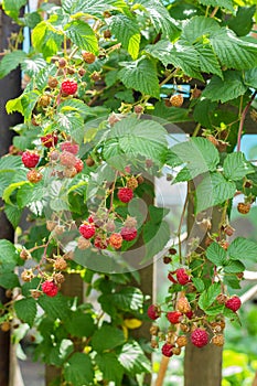 Ripe and soon ripe raspberries on a branch of a raspberry