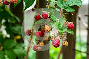 Ripe and soon ripe raspberries on a branch of a raspberry