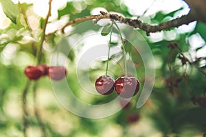 Ripe sour cherries hanging on a tree branch, cherry tree in orchard