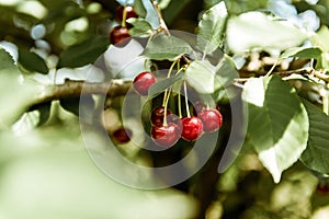 Ripe sour cherries hanging on a tree branch, cherry tree in orchard