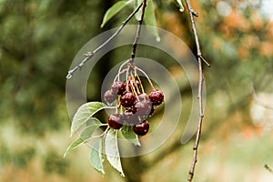 Ripe sour cherries hanging on a tree branch after rain