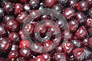 Ripe sour cherry - Prunus cerasus