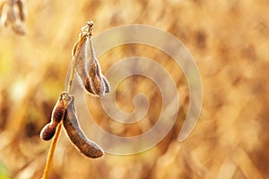 Ripe soybean pods close up