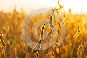 Ripe soybean pods on soybean plantation. Ripe healthy organic soybeans. Open soybean pod