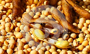 Ripe soybean seeds with beans in the pod. Soybeans, close.