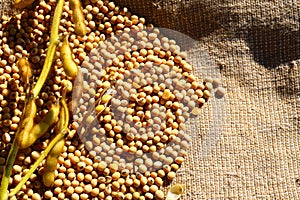 Ripe soybean seeds with beans in the pod. Soybeans, close.