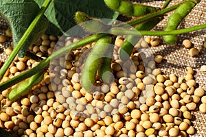 Ripe soybean seeds with unripe soybeans in the pod.