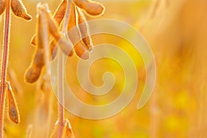 ripe soybeans close-up in the rays of the sun.Agriculture and farming.Growing organic food.field of ripe soybeans