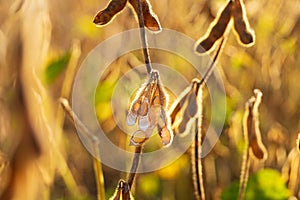 Ripe soybeans close-up. Soy pods close-up. Soybean harvest