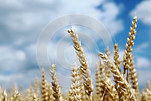 Ripe spike of wheat on agriculture field