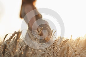 Ripe spike of wheat bent against background of belly of pregnant woman walking on nature at sunset, birth of a new life