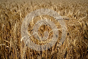 Ripe spikelets of wheat ready for harvest in Ukrainian field
