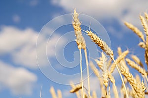 Ripe spikes against an blue sky. Harvest