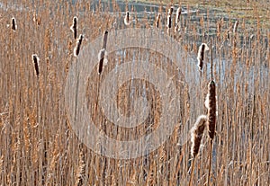 Ripe spikes of Common Bulrush