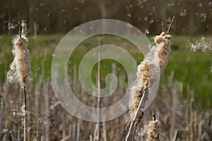 Ripe spikes of Common Bulrush, releasing achenes