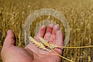 Ripe spikes of wheat in farmer hand