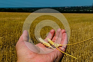 Ripe spikes of wheat in farmer hand