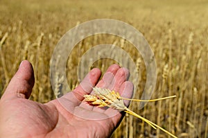 Ripe spikes of wheat in farmer hand