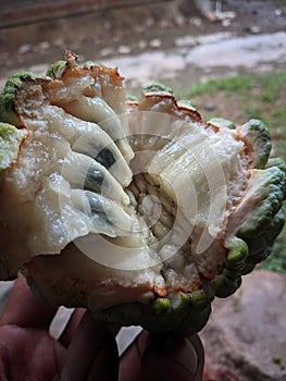 Ripe srikaya fruit is cut in half photo