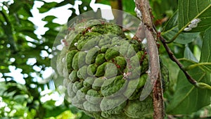 Ripe sririchas and teeming with red ants