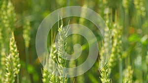 Ripe stakes agrobusiness field. Golden wheat field in sunset sun at summer time. Wheat ears in sun. Close up.